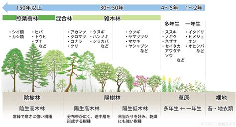 陰樹 陽樹 一覧